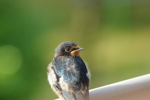 Youngster