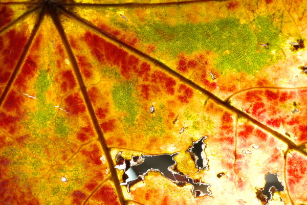 red, gold and green