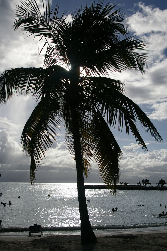Coconut palm  tree