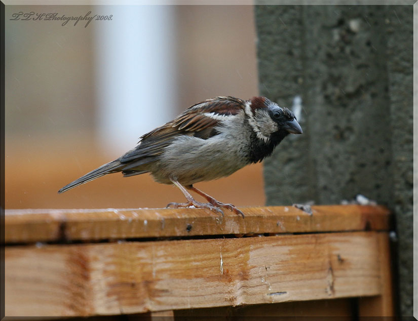 Little Sparrow.
