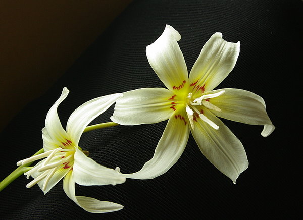 Dogtooth Violets!