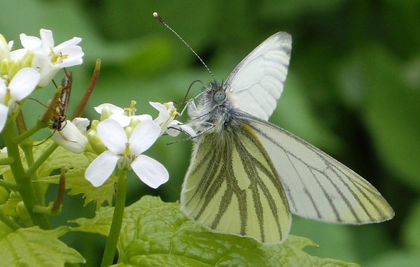 Green Veined White butterfly