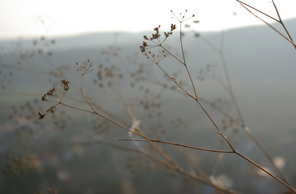 Macro sample