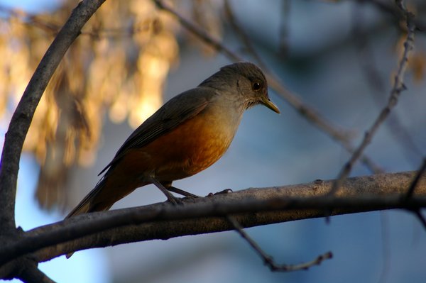 The bird in Buenos Aires