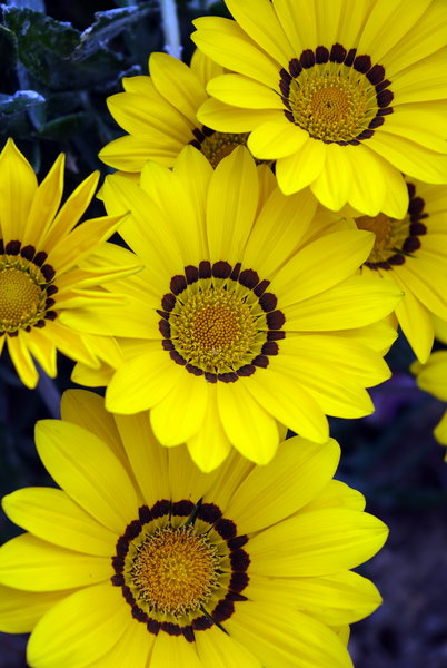 The yellow bunch