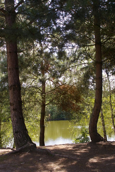 Through the trees
