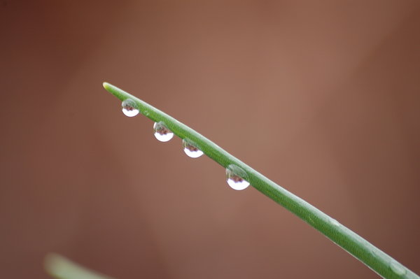 Water Droplets