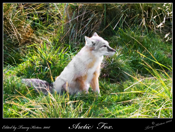 White Arctic Fox