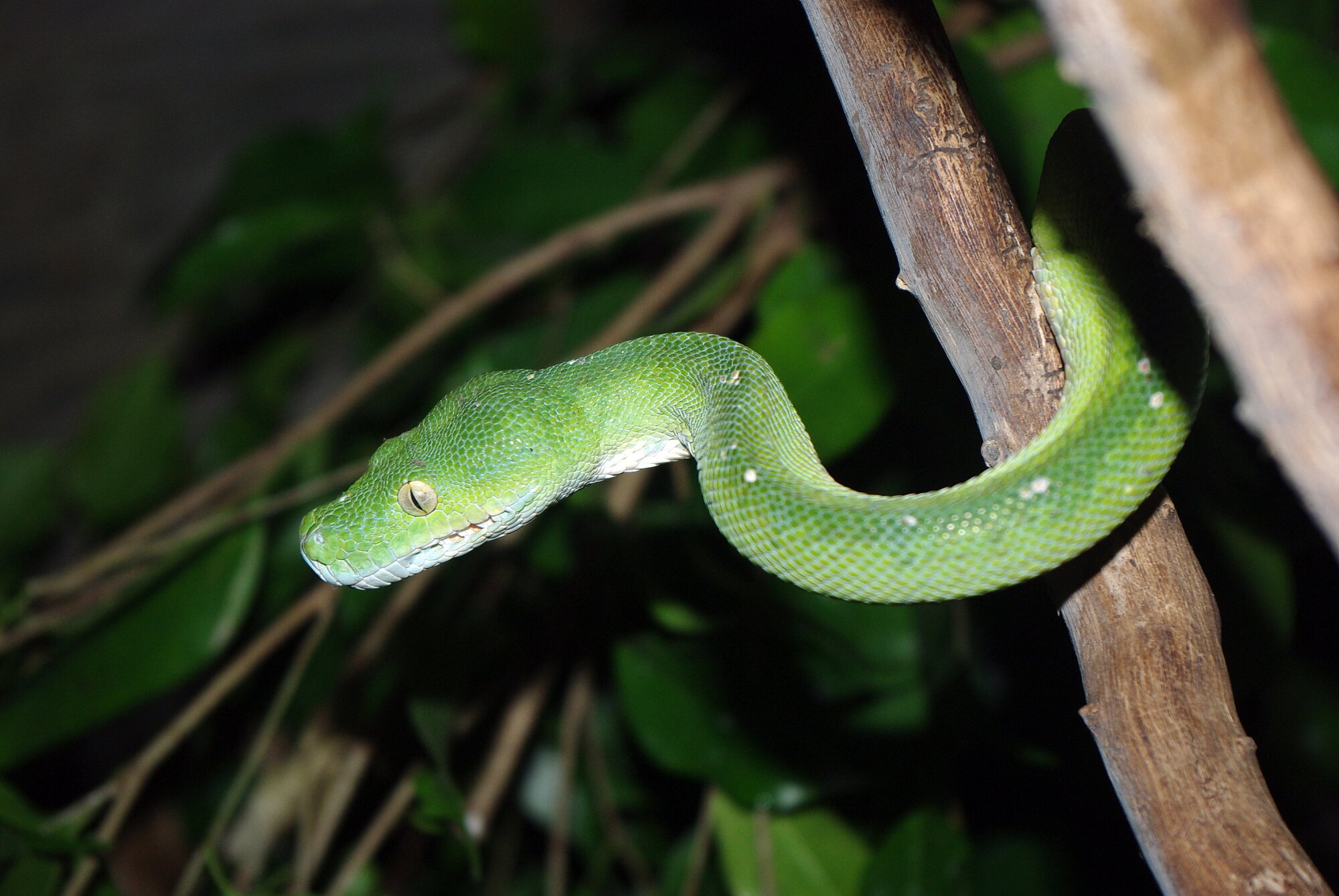 Green Snake
