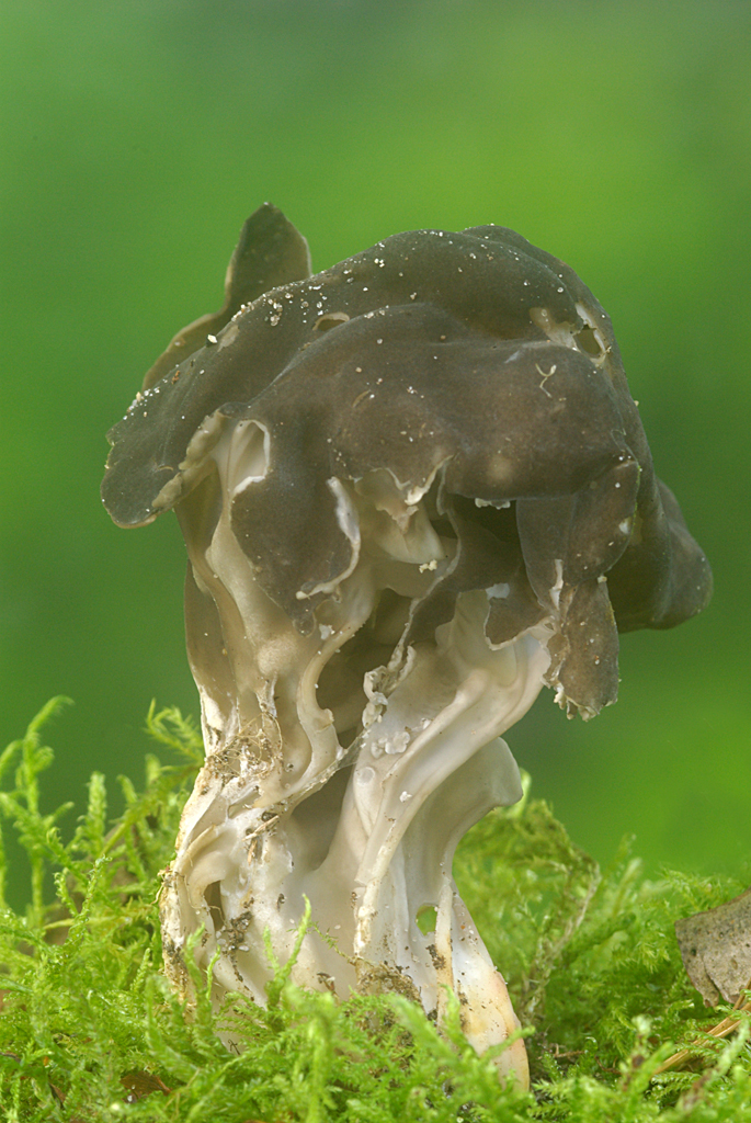 Helvella or Elfin Saddle