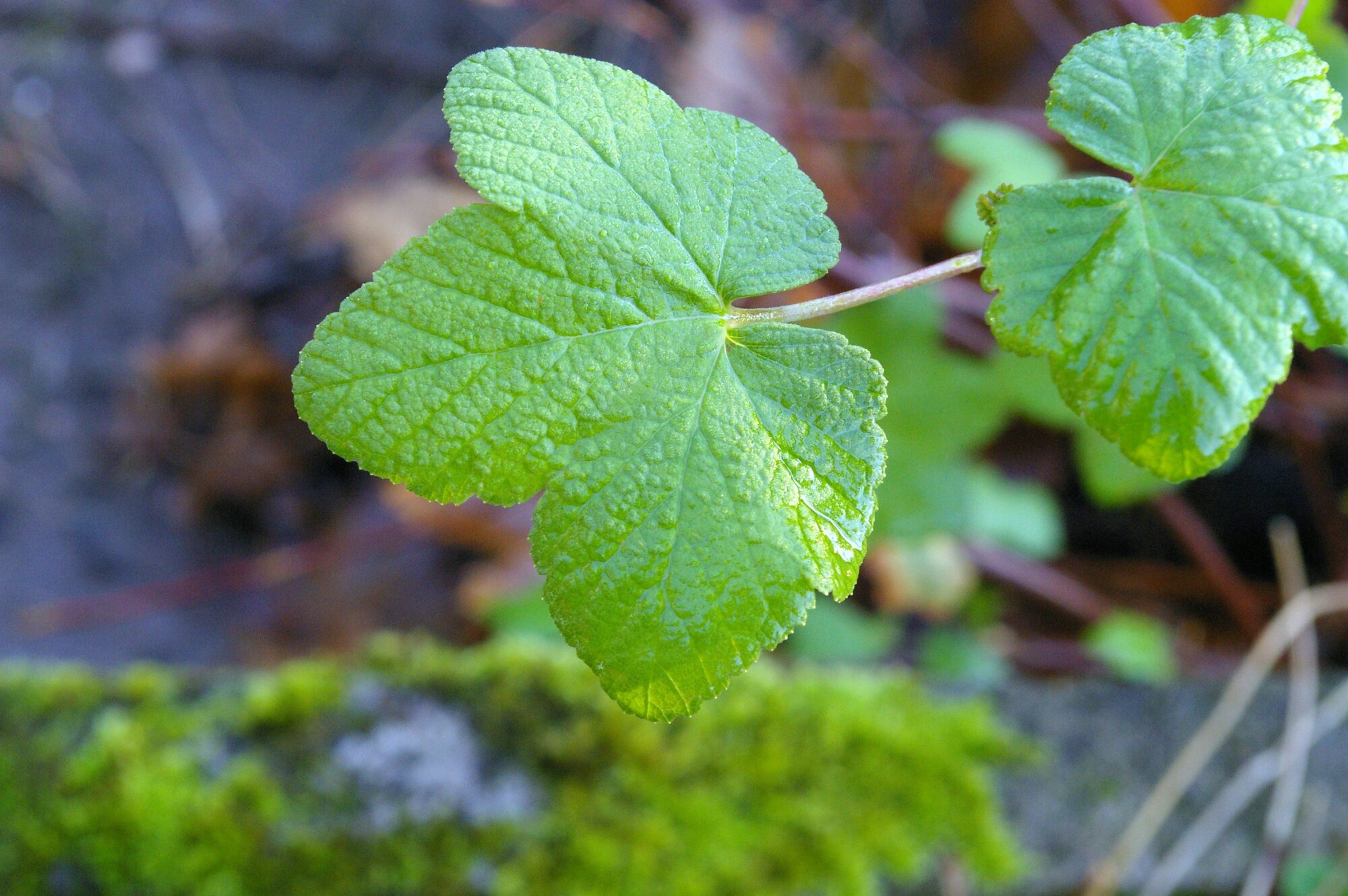 Leaf