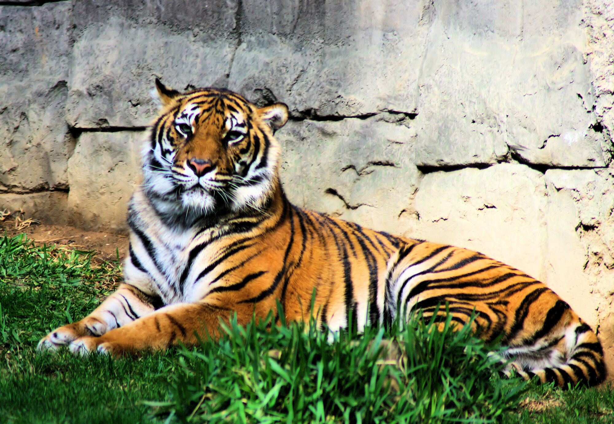 Tiger4