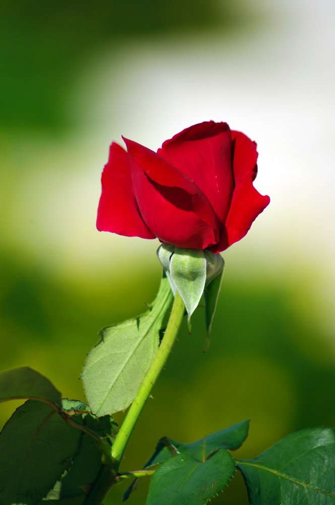 A singe Rose