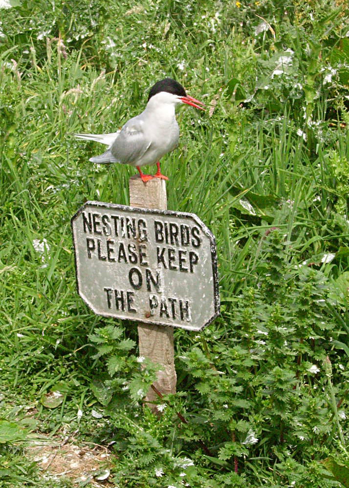Arctic Tern on guard
