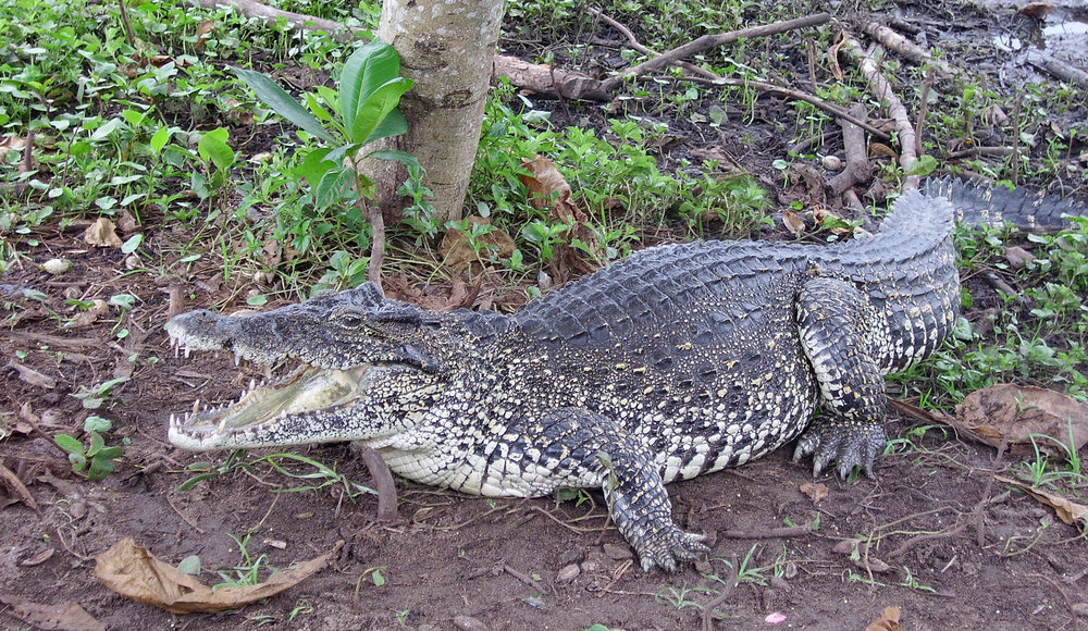 Crocodile at the Zapata Peninsula Reserve, Cuba