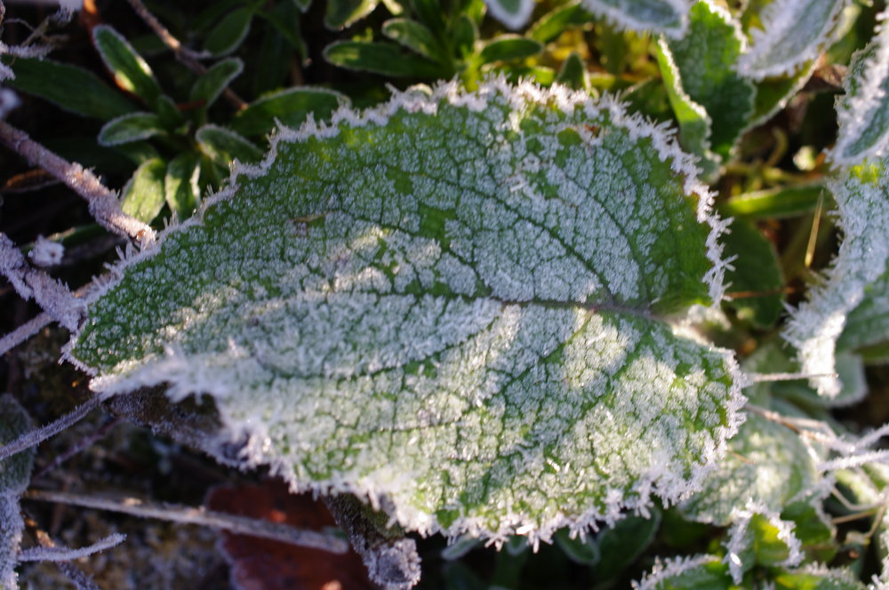 Frosted Leaf