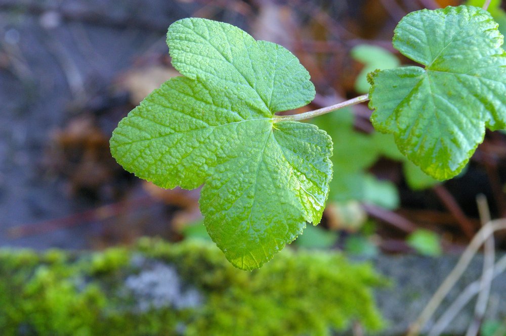 Leaf