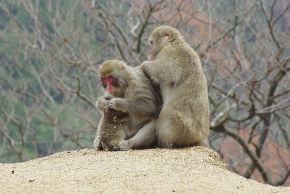 Mountain Monkey Family