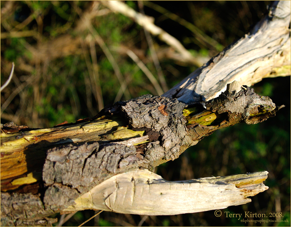 Old Branch