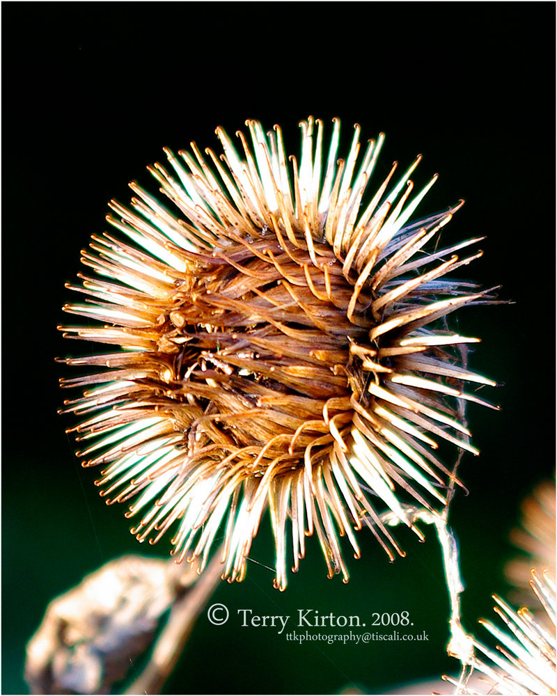 Thistle Head at 100% Crop