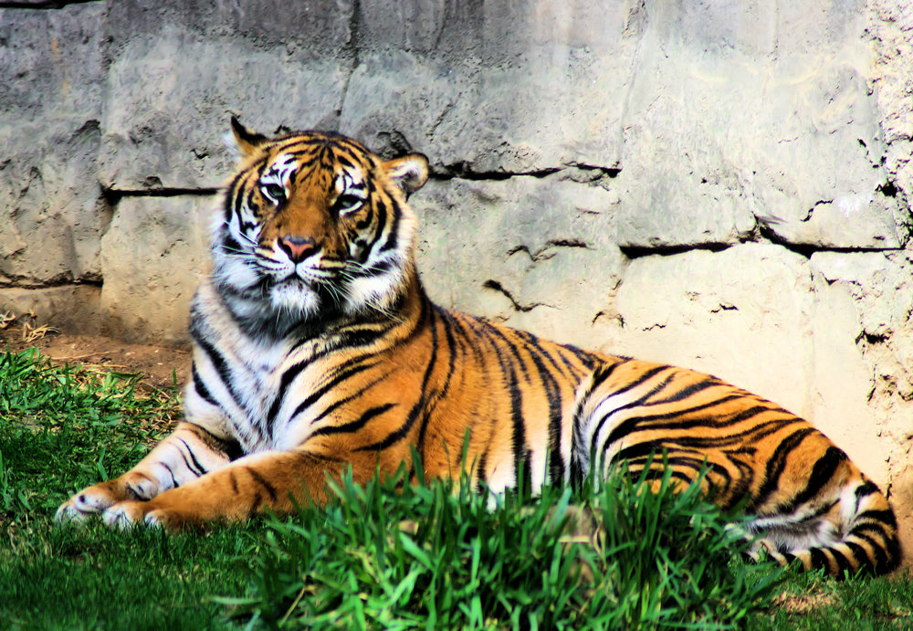 Tiger4