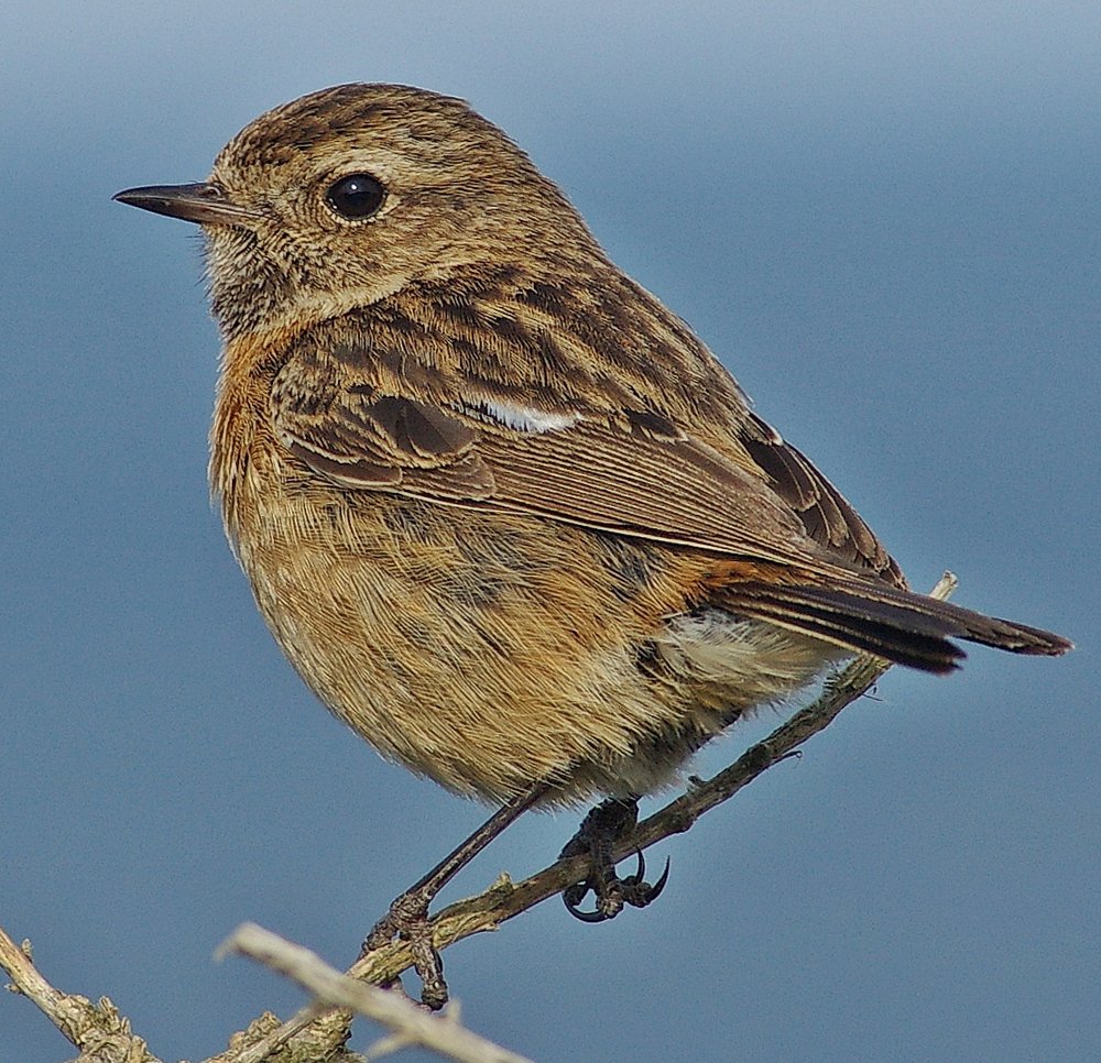 stonechat(female)