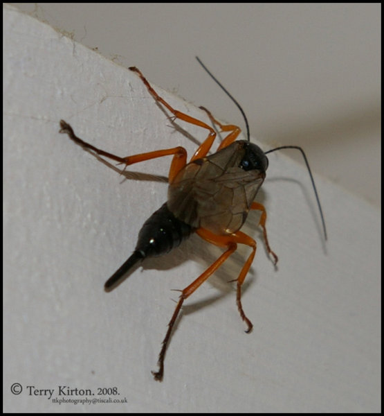 Bug