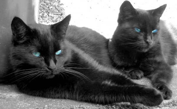 Colour popped cats
