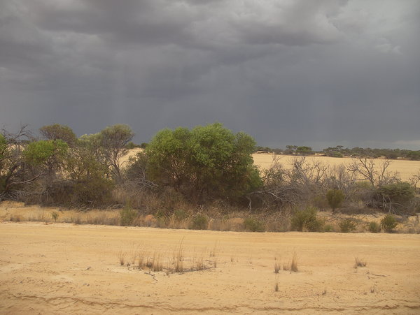 Desert Storm Brewing