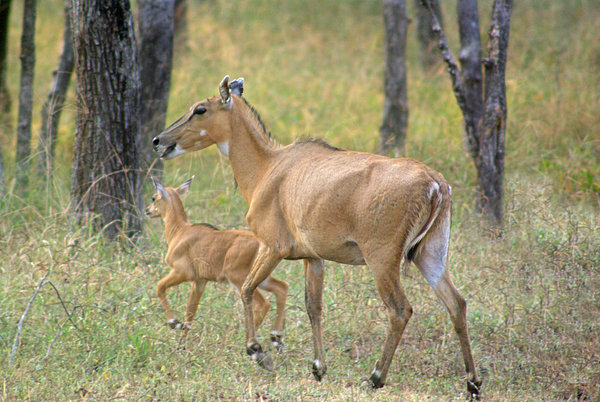 Female Nilgai (Blue Buck) with calf, Ranthambore Reserve, India