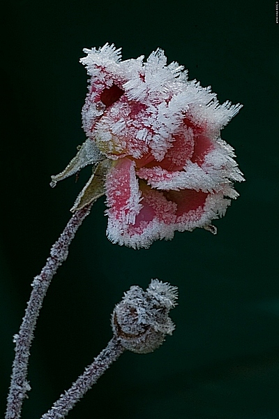 Frozen Rose