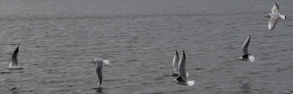 In flight