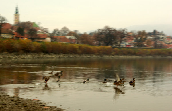 In motion brown