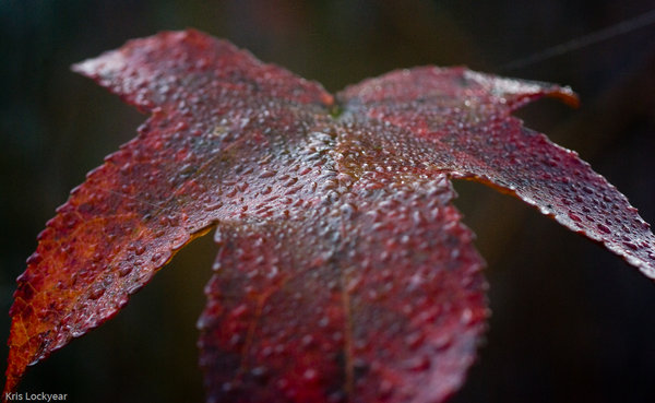 Leaf in the fog