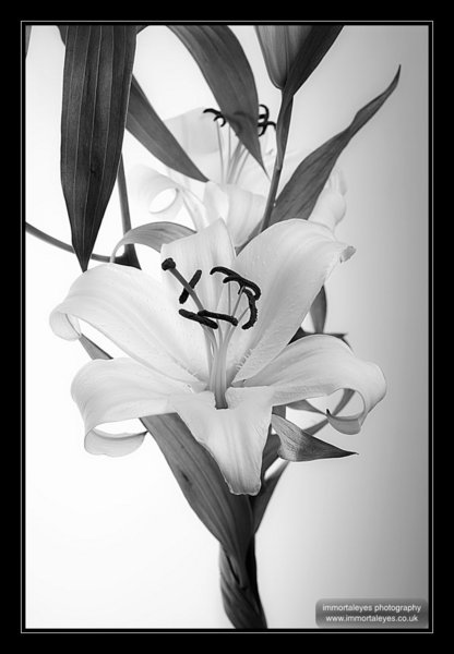 Lilium