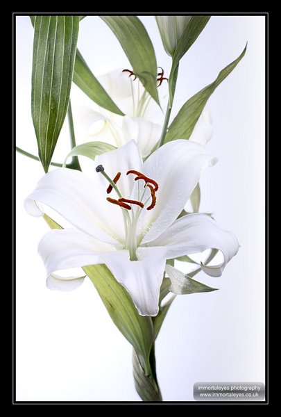 Lillium in colour