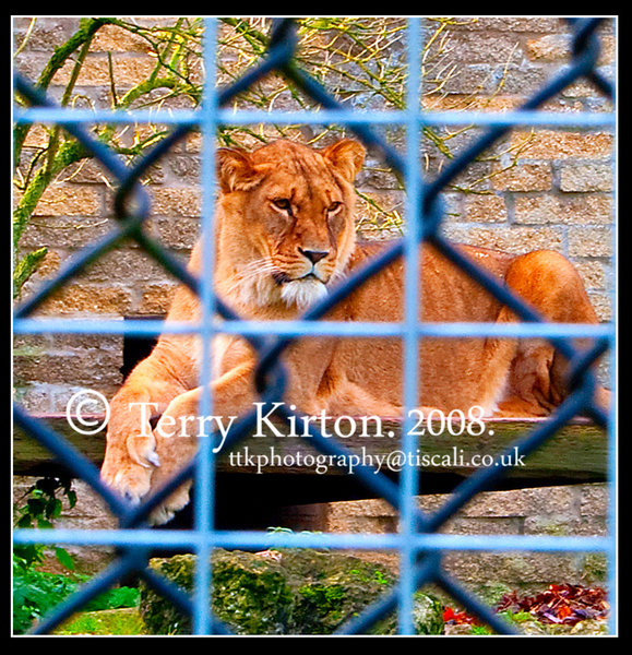 Lion,