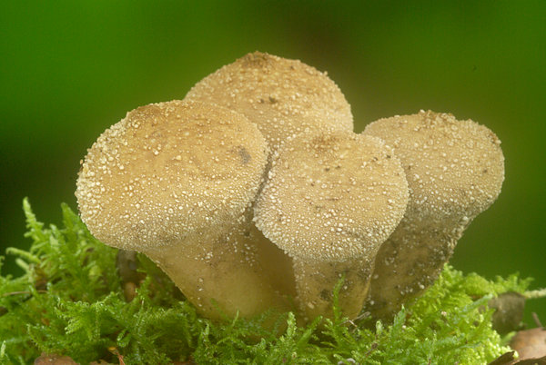 Puff Ball Group