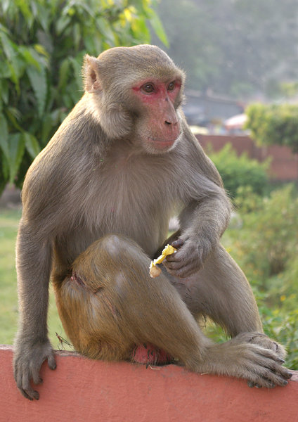 Rhesus Macaque at the Red Foet, Agra, India