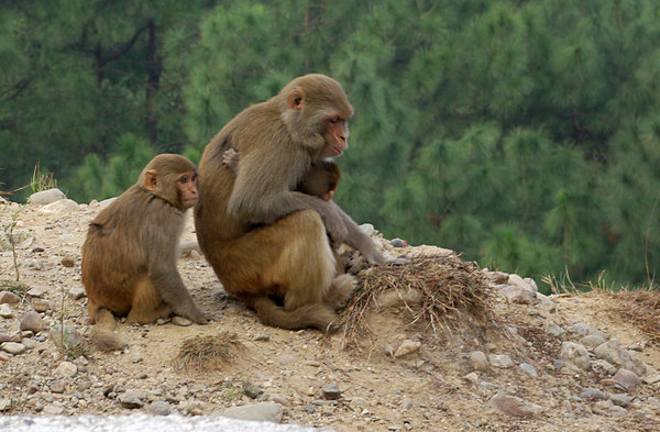 Rhesus Macaque monkeys, India