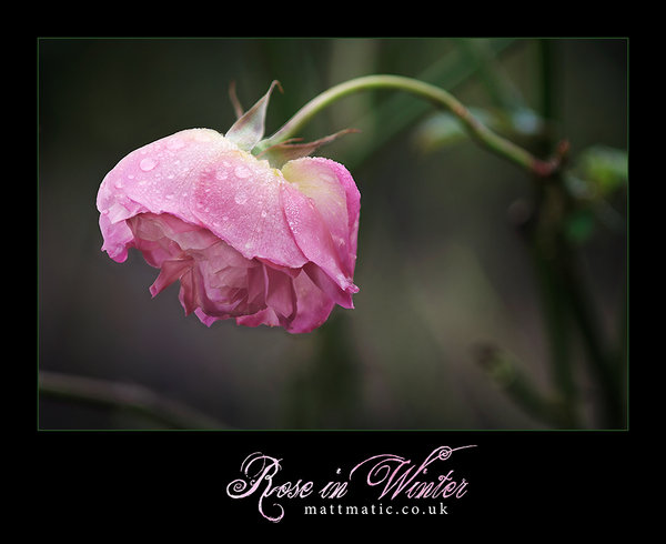 Rose in Winter