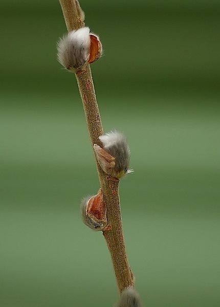 Spring on the way!