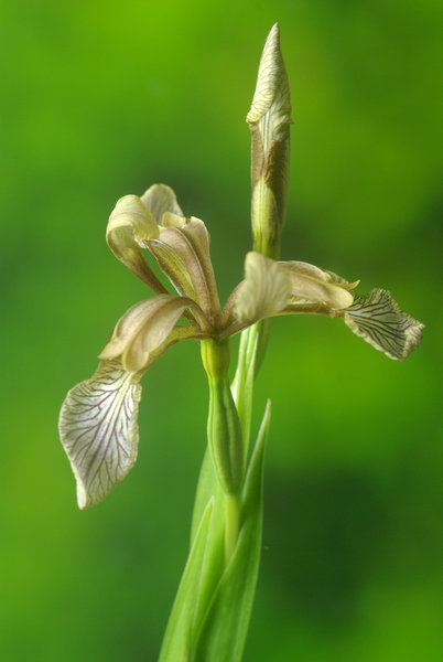 Stinking Iris