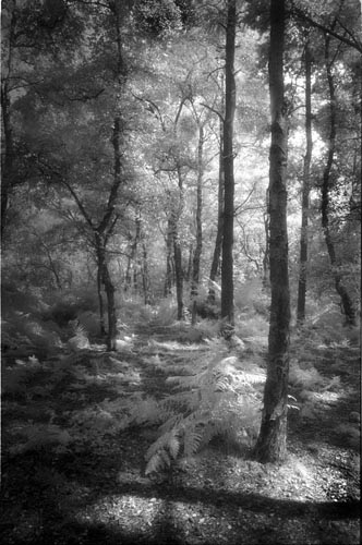 Summer in the Woods