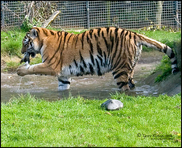 Tiger Playing