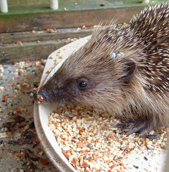 hedgehog in bird feeder