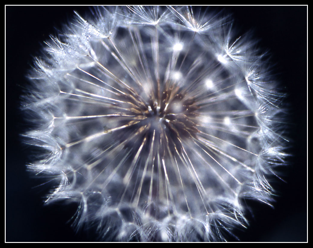 Dandy
