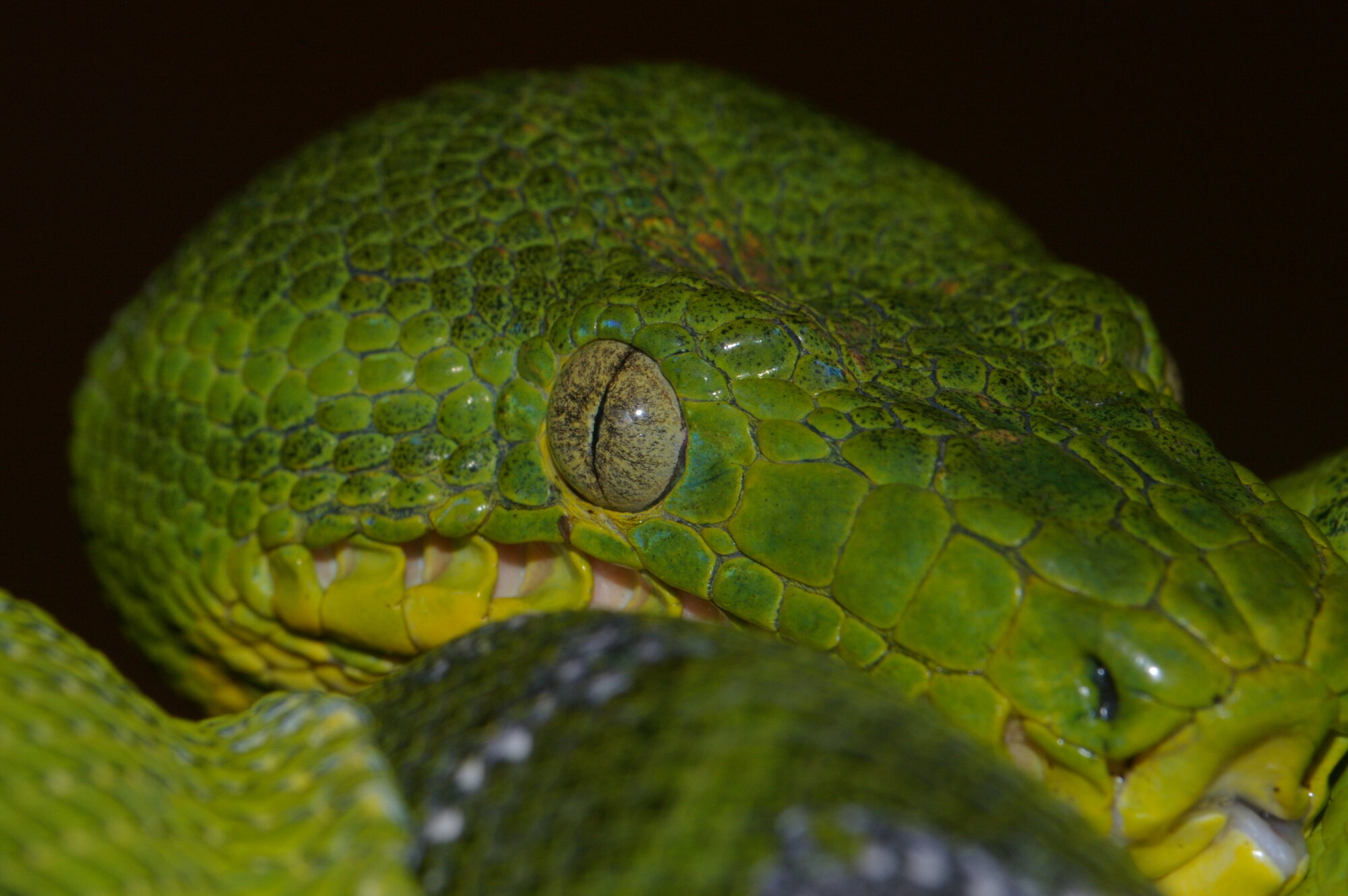 Emerald Tree Boa