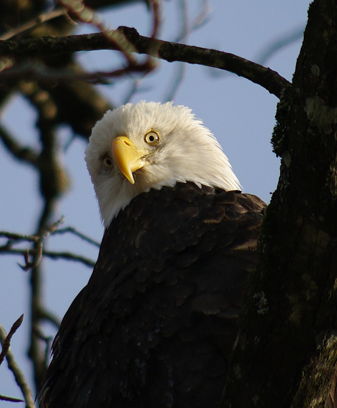Hungry Eagle