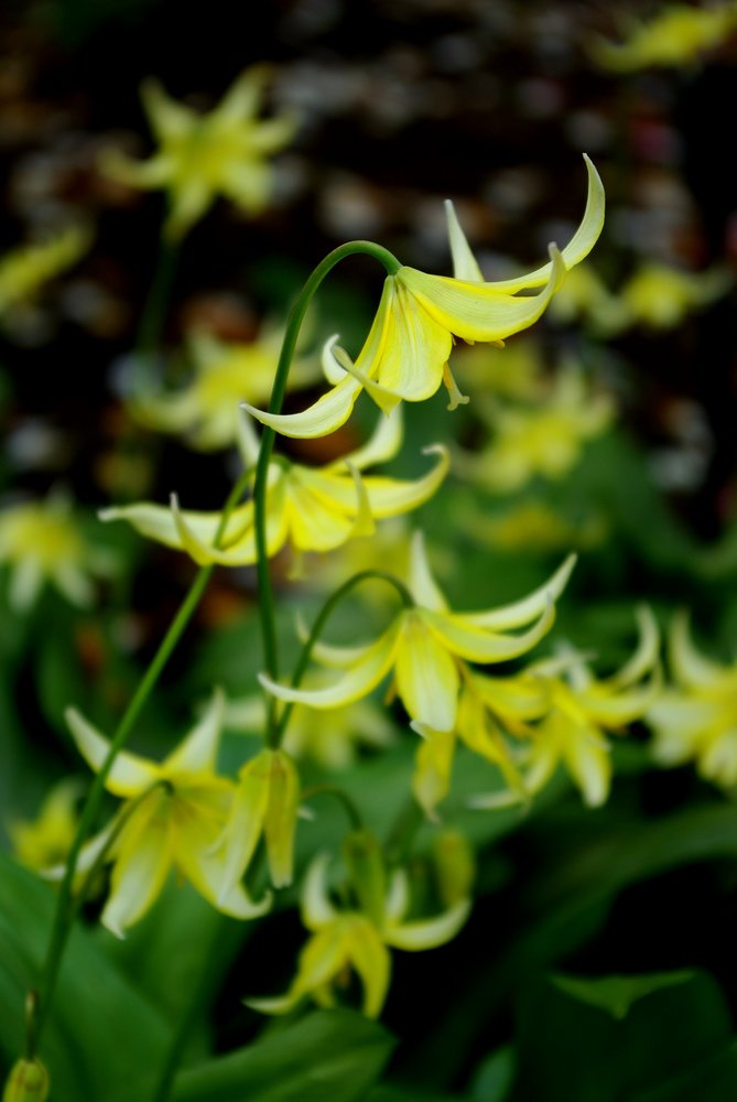 American dog's tooth violet